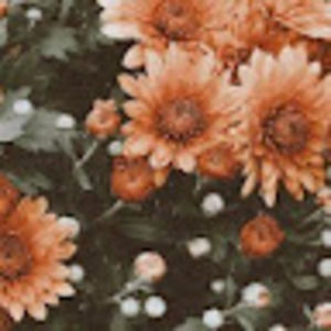 Meet your Posher, Edie